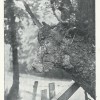 Page link: Bull's Head Tree at Stambridge