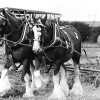 Page link: Ploughing Match